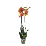 Phalaenopsis 'Golden Brick' (Turuncu Orkide)