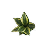 Sansevieria ‘Golden Hahnii’ (Paşa Kılıcı)