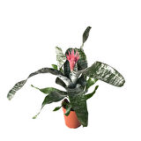 Aechmea Fasciata (Kupa Çiçeği)