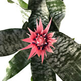 Aechmea Fasciata (Kupa Çiçeği)