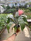Aechmea Fasciata (Kupa Çiçeği)