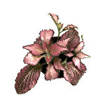 Fittonia - Pembe (Fitonya Çiçeği)