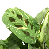 Maranta Leuconeura Kerchoveana 'Variegata' (Dua Çiçeği)