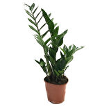 Zamia Zamioculcas (Zeze Çiçeği)