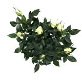 Rosa 'White' (Beyaz Gül)