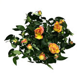 Rosa 'Yellow' (Sarı Gül)