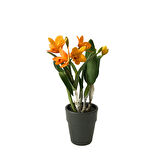 Cattleya Netrasiri 'Starbright' (Orkide)