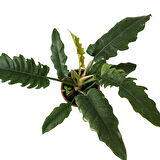 Philodendron 'Narrow Escape'