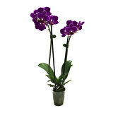 Phalaenopsis 'Paars' (Mor Orkide)