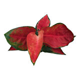 Aglaonema ‘Red Zircon’ (Çin Herdemyeşili)