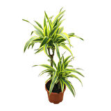 Dracaena Fragrans 'Lemon Lime'