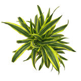 Dracaena Fragrans 'Lemon Lime'