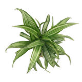 Dracaena Fragrans 'Warneckei'