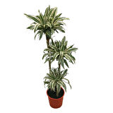 Dracaena Fragrans 'White Jewel'