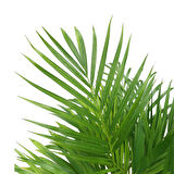 Dypsis Lutescens (Areka Palmiyesi)