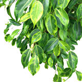 Ficus Benjamina ‘Anastasia’ (Kauçuk Çiçeği)