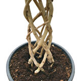 Ficus Benjamina (Örgülü Kauçuk Çiçeği)