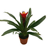 Guzmania Lingulata 'Happyness' (Guzmanya)