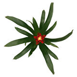 Guzmania Lingulata 'Happyness' (Guzmanya)