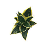 Sansevieria 'Yellow Stripe' (Paşa Kılıcı)