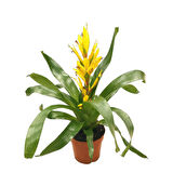 Vriesea Intenso 'Yellow' (Alev Kılıcı Çiçeği)