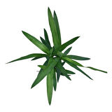 Yucca Gigantea (Yuka Çiçeği)