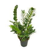 Zamia Zamioculcas (Zeze Çiçeği)