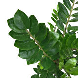 Zamia Zamioculcas (Zeze Çiçeği)