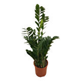 Zamia Zamioculcas (Zeze Çiçeği)