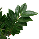 Zamia Zamioculcas (Zeze Çiçeği)