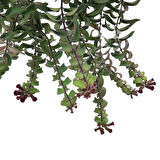 Aeschynanthus ‘Twister’ (Ruj Çiçeği)