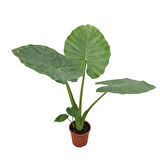 Alocasia Macrorrhiza (Fil Kulağı)