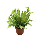 Asplenium Nidus 'Crispy Wave’ (Eğrelti Otu)