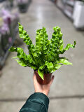 Asplenium Nidus 'Crispy Wave’ (Eğrelti Otu)