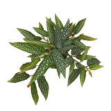 Begonia 'Tamaya' (Begonya)