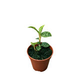 Macodes Petola (Mücevher Orkide)