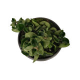 Hoya Carnosa 'Compacta' (Mum Çiçeği)