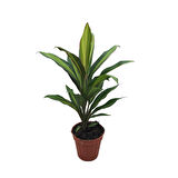 Cordyline 'Kiwi' (Kordilin Çiçeği)