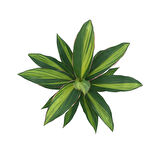 Cordyline 'Kiwi' (Kordilin Çiçeği)