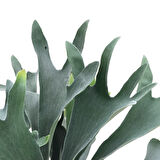 Platycerium Bifurcatum (Geyik Boynuzu)
