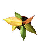 Philodendron 'Prince of Orange'