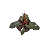 Philodendron 'Pink Princess'