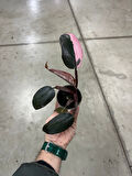 Philodendron 'Pink Princess'