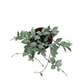 Hoya Krohniana 'Eskimo' (Mum Çiçeği)