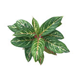 Aglaonema 'Cocomelon' (Çin Herdemyeşili)