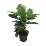 Calathea 'Bicajoux Gecko' (Dua Çiçeği)