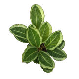 Calathea 'Bicajoux Gecko' (Dua Çiçeği)