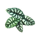 Alocasia Baginda 'Silver Dragon' (Fil Kulağı)
