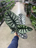 Alocasia Baginda 'Silver Dragon' (Fil Kulağı)