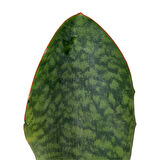 Sansevieria Masoniana 'Congo' (Paşa Kılıcı)